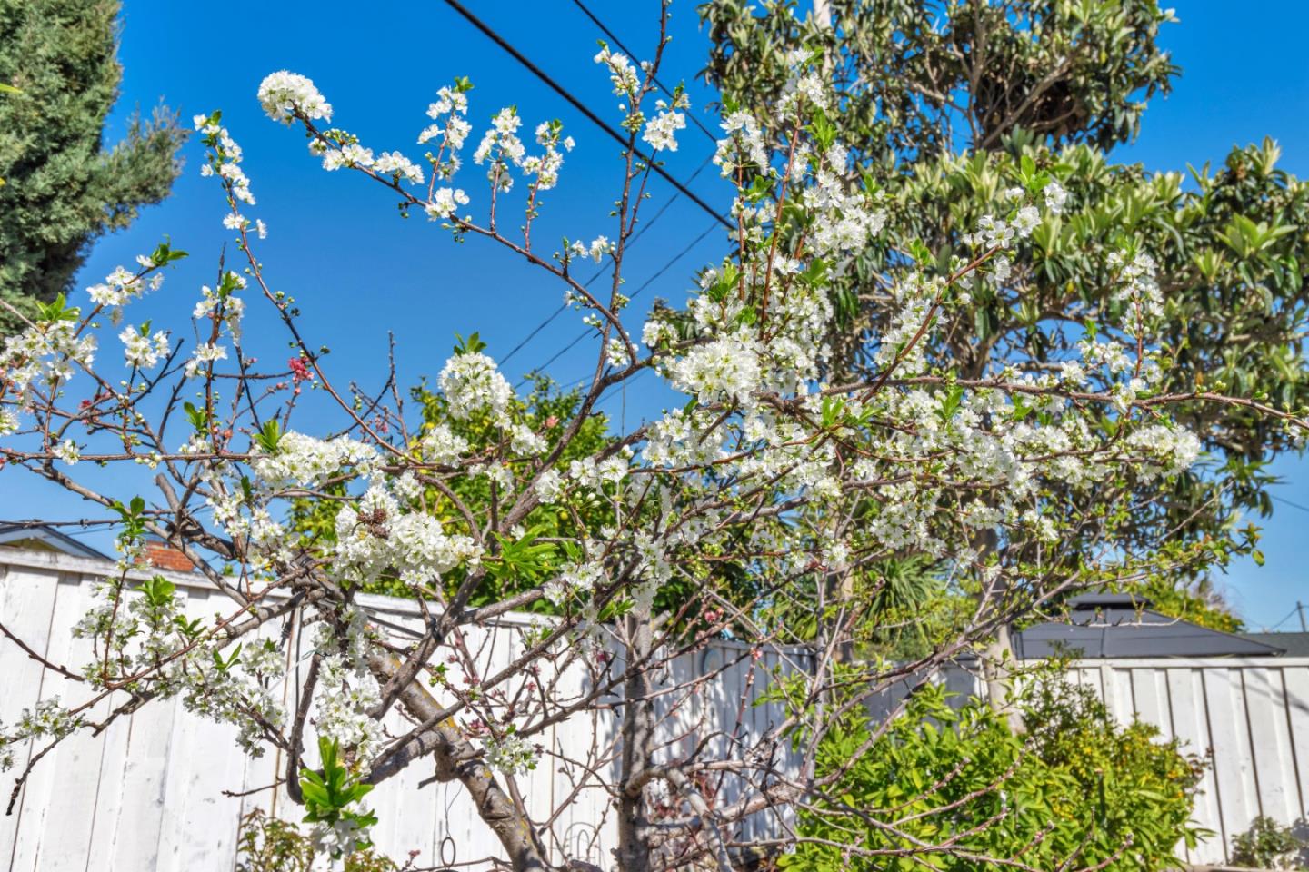 152 Brian Lane Santa Clara, CA 95051 - Photo 25 of 76