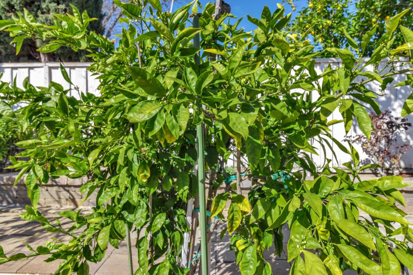 152 Brian Lane Santa Clara, CA 95051 - Photo 33 of 76 a backyard of a house with lots of green space