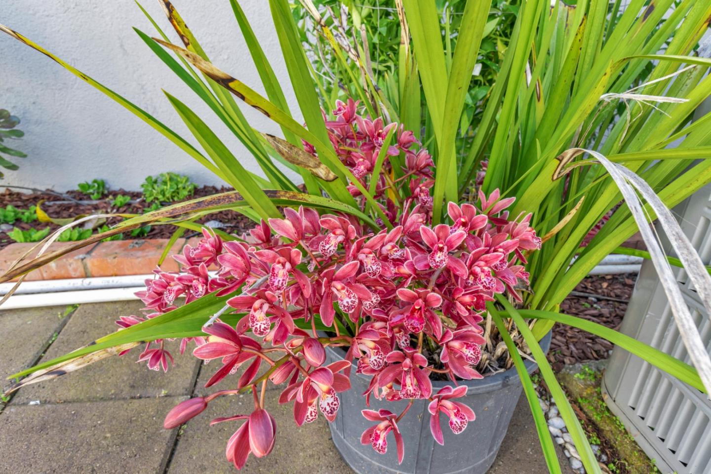 152 Brian Lane Santa Clara, CA 95051 - Photo 39 of 76