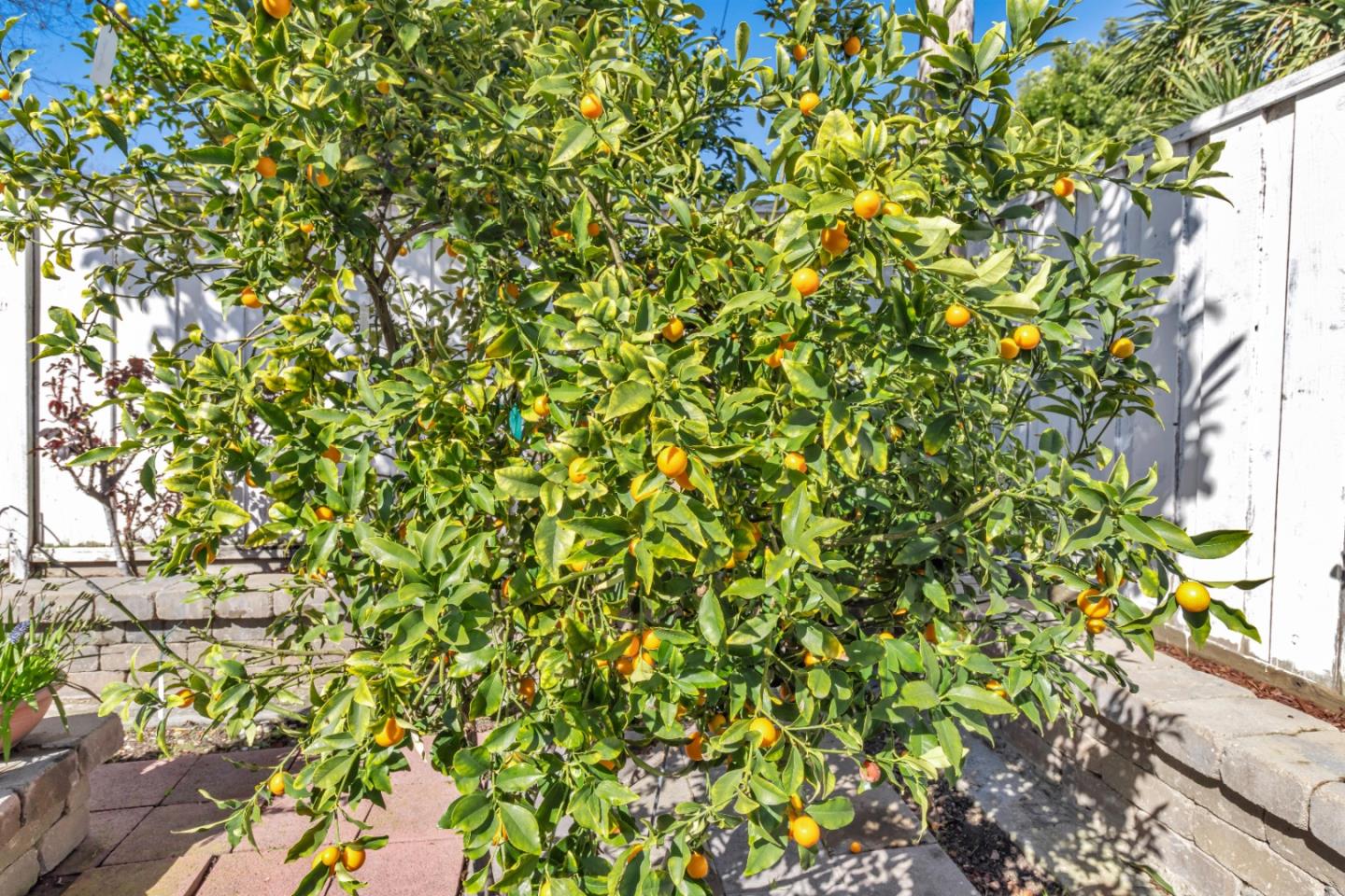 152 Brian Lane Santa Clara, CA 95051 - Photo 59 of 76