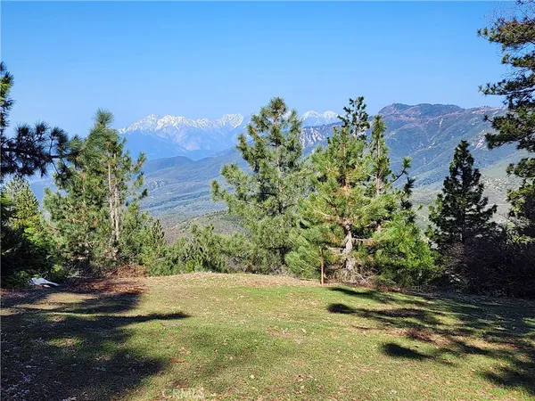 a view of a yard with a tree