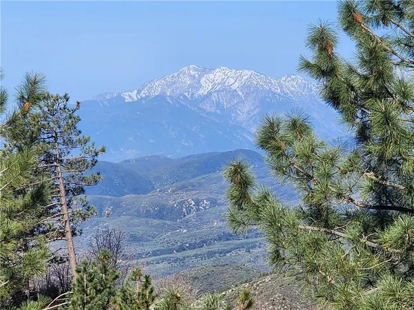 a view of a backyard with plants and a large tree