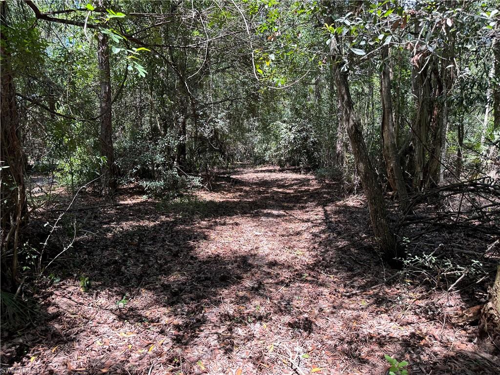 12880 Tower Road Bonita Springs, FL 34135 - Photo 18 of 25 a view of a forest with trees