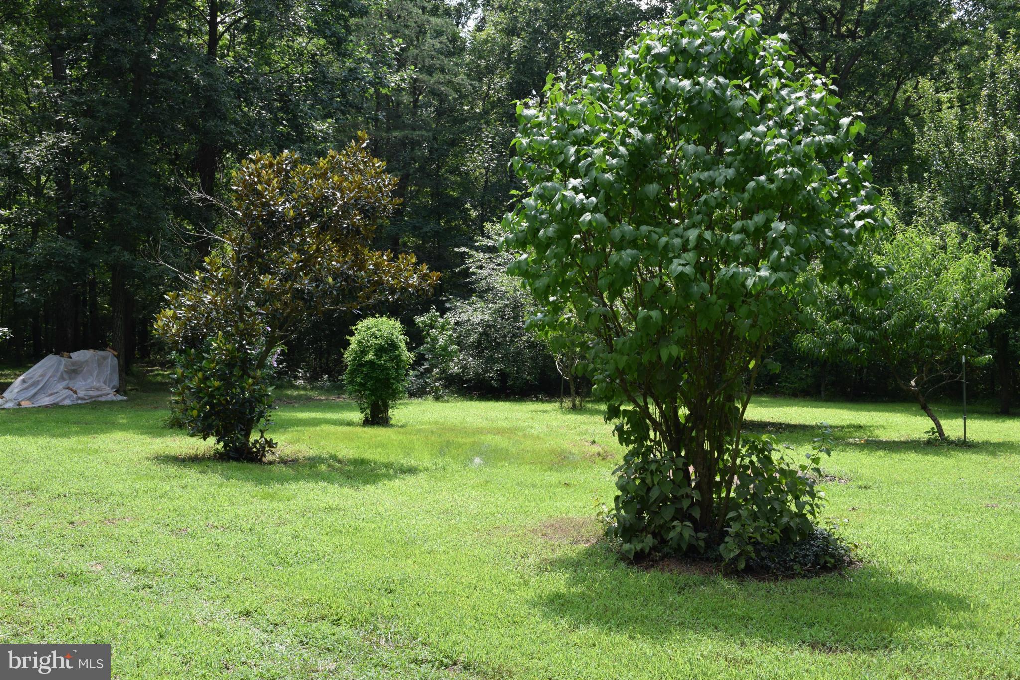 220 Will Smith Road Henderson, MD 21640 - Photo 11 of 28 Orchard Trees