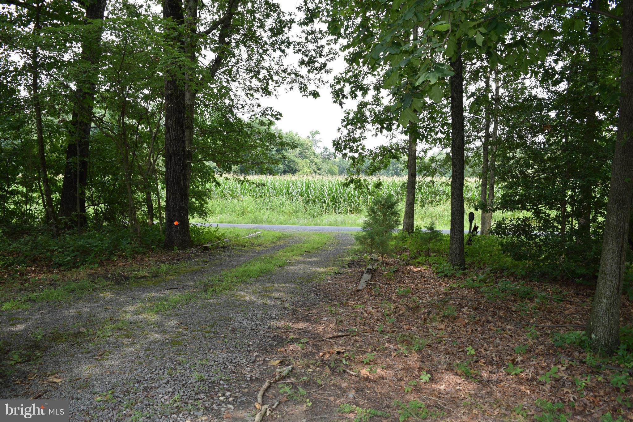 220 Will Smith Road Henderson, MD 21640 - Photo 13 of 28 Driveway View toward Road