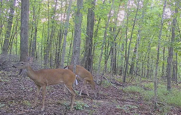 a kitchen with granite countertop a sink and a stove top oven with wooden floor
