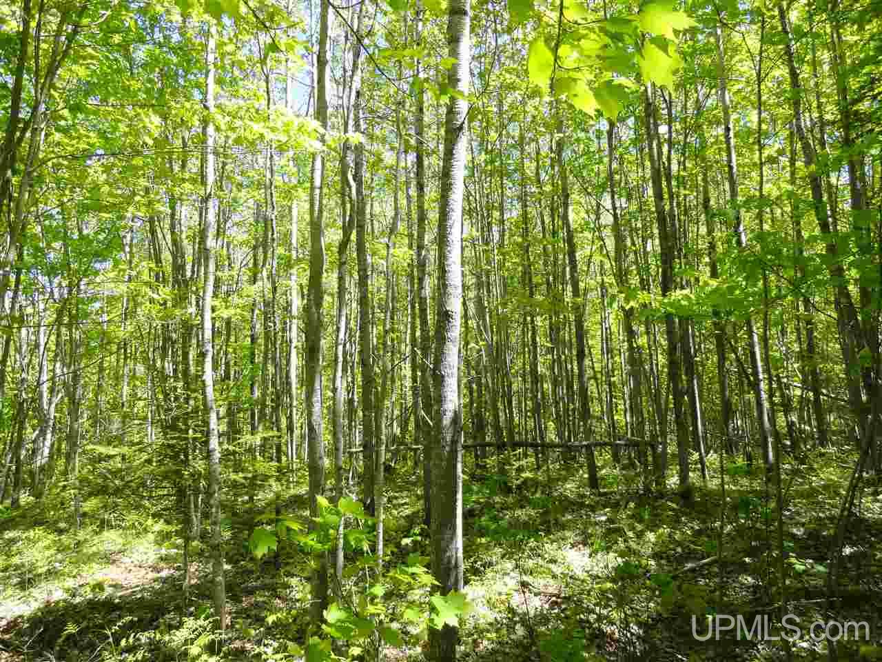 40 Two 2 Mile Creek Road Channing, MI 49815 - Photo 7 of 14 Gallery Image 7
