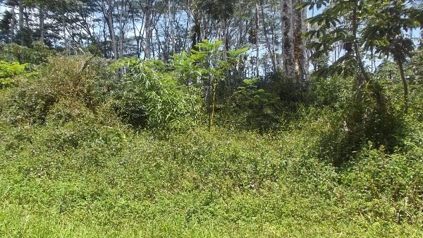 14-3469 Pikake Road Pahoa, HI 96778 - Photo 1 of 2 Gallery Image 1