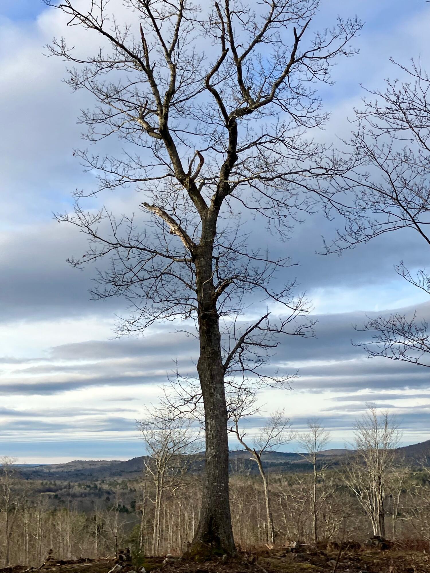 0 Chandler Road Monroe, ME 04951 - Photo 4 of 8 IMG_0703