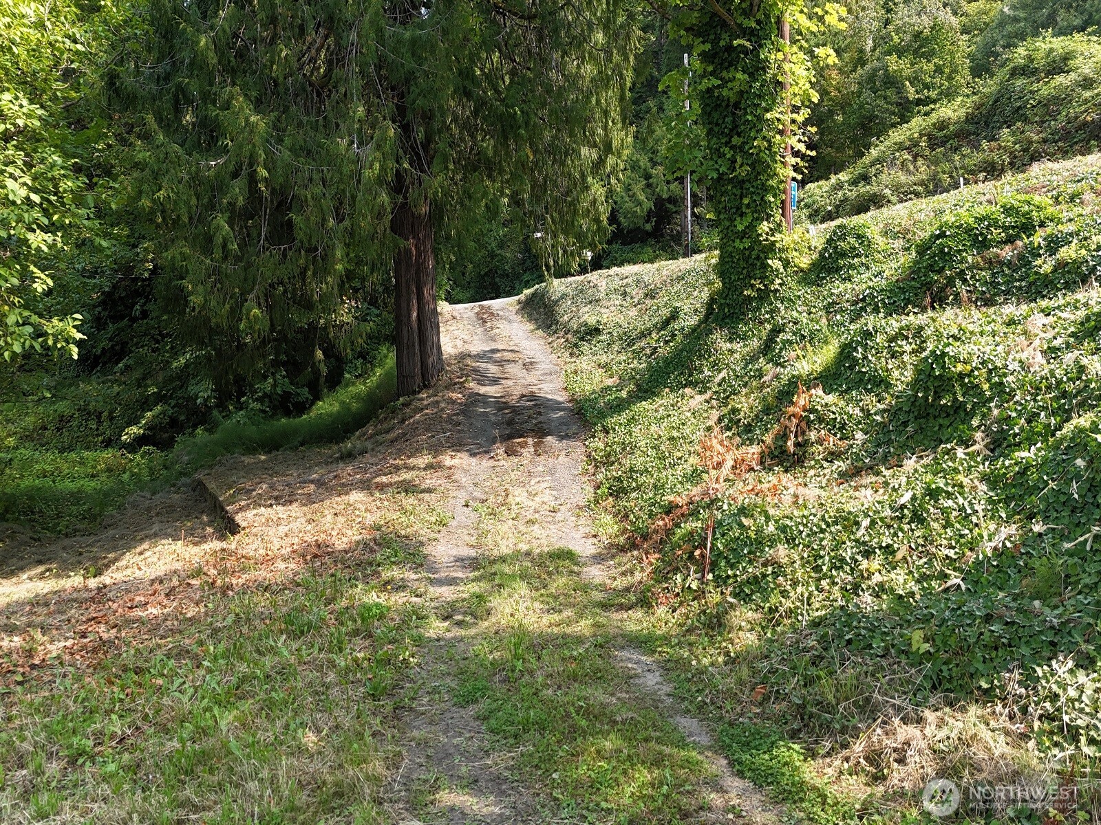 17871 Highway 106 Belfair, WA 98528 - Photo 7 of 18 a view of a yard with plants and large trees