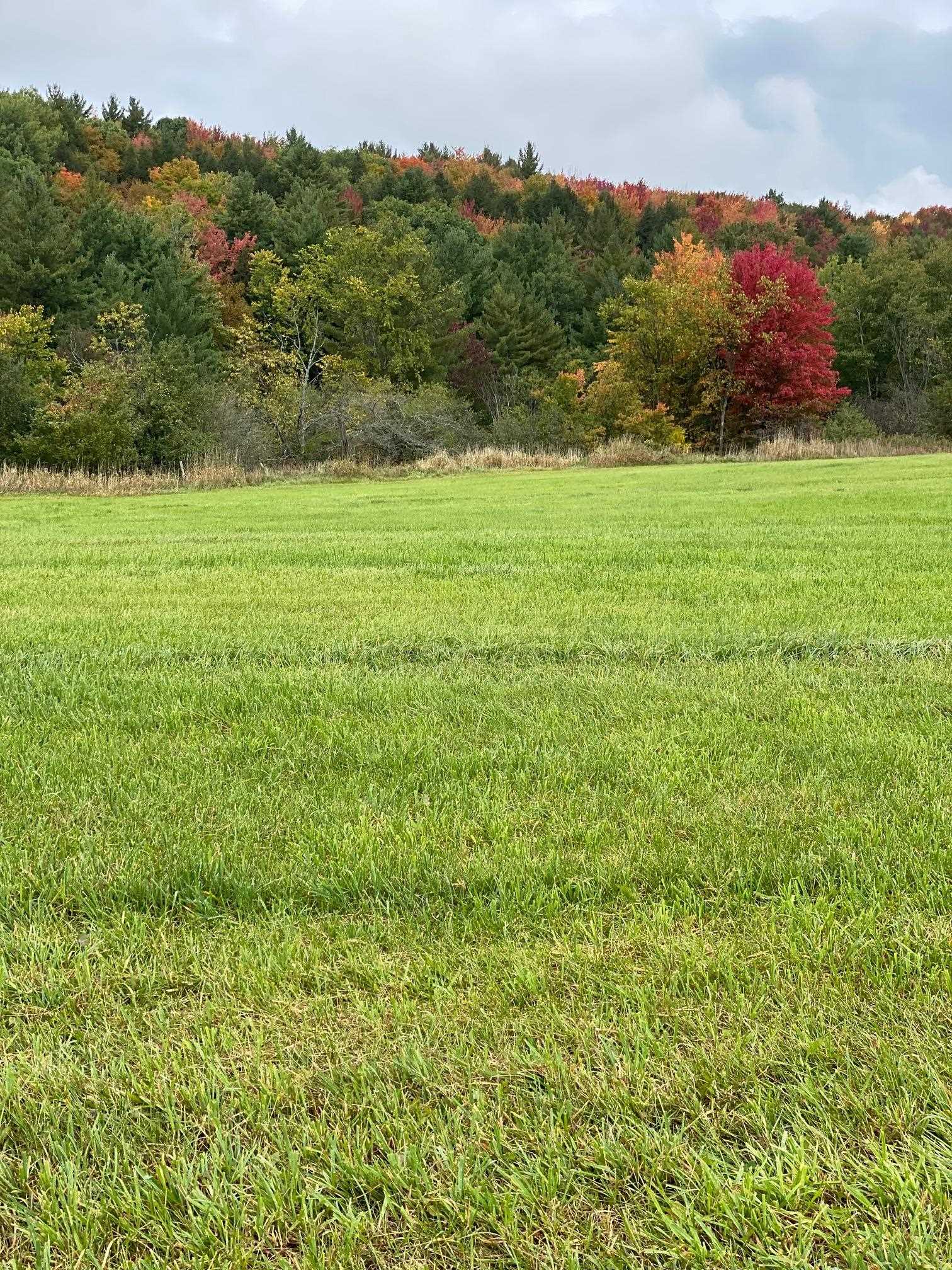 Lot 1 Sheldon Woods Road Sheldon, VT 05483 - Photo 8 of 15