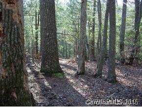a view of a forest with trees