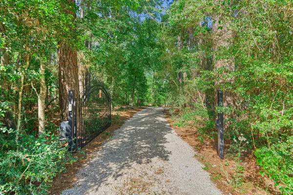 a view of a forest with trees