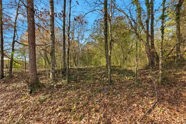 a view of a forest filled with trees