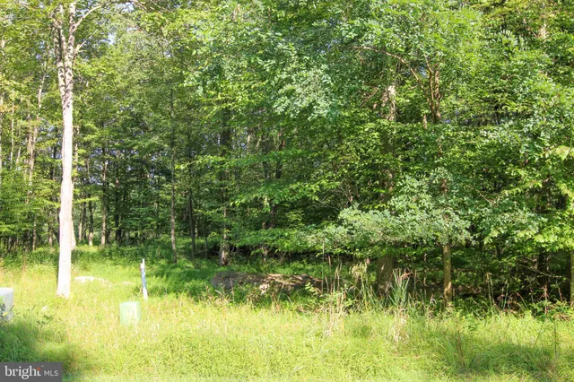 a view of yard from a lake view