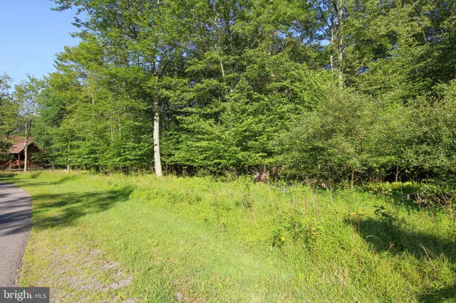 a view of a lush green forest