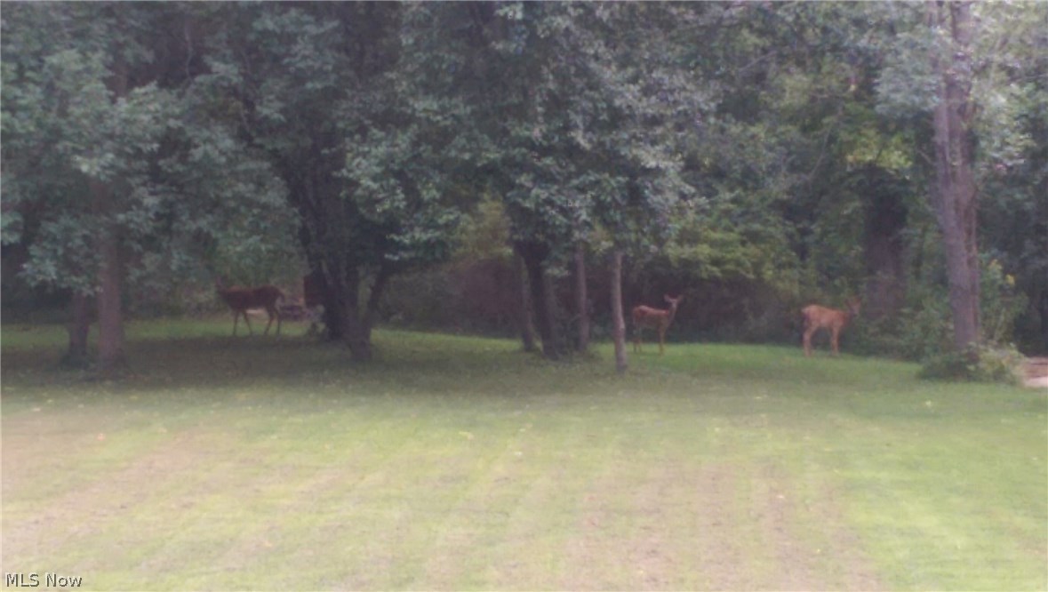 4620 Fenn Road Medina, OH 44256 - Photo 12 of 20 Deer love to visit the various apple and fruit trees