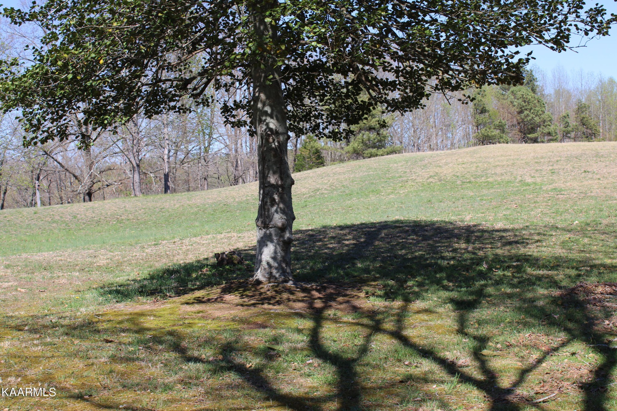 83488332 Collier Road Powell, TN 37849 - Photo 4 of 25 Gallery Image 4