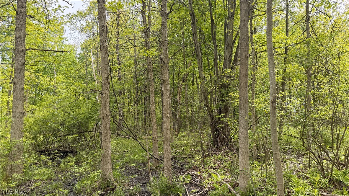 Youngstown Kingsville Road Vienna, OH 44473 - Photo 3 of 21 Mature wooded lot featuring established trees and underbrush
