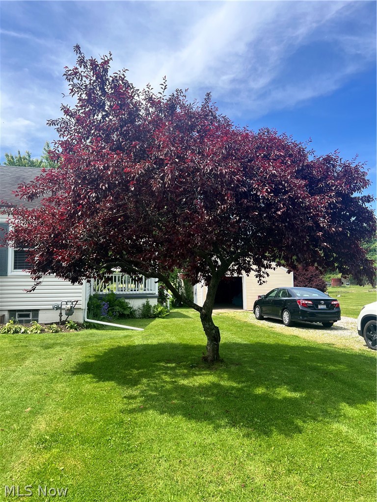 3250 Mayfair Road Akron, OH 44312 - Photo 3 of 46 Plum tree in yard