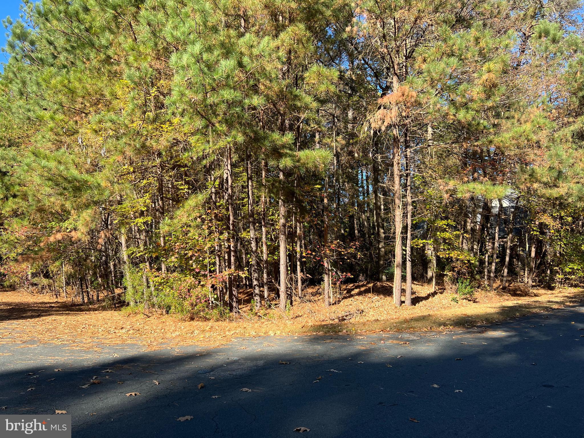 a view of yard with tree
