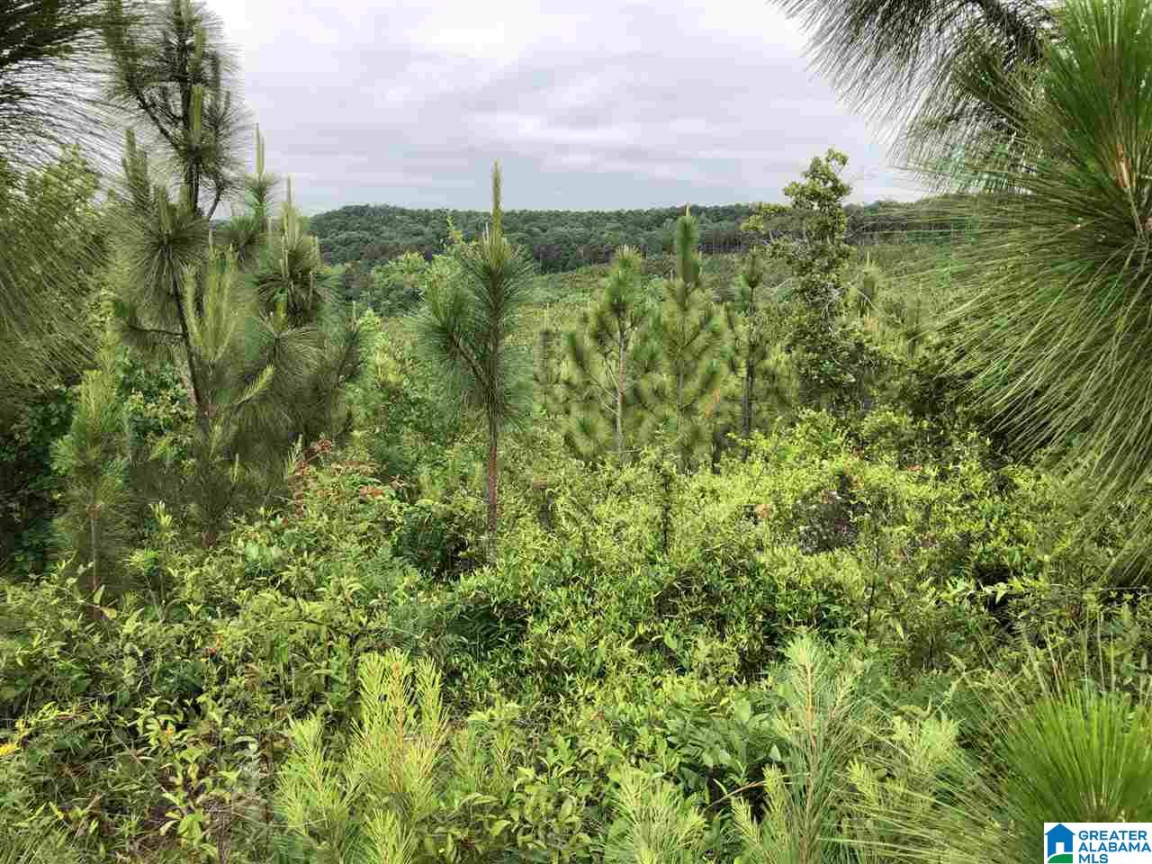 119-acres Double Branch Road, Unit 119 ACRES Marion, AL 36756 - Photo 17 of 26