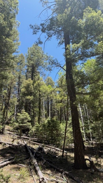 Tbd Tbd Sawyer Mesa Road Tererro, NM 87573 - Photo 10 of 56 Gallery Image 10