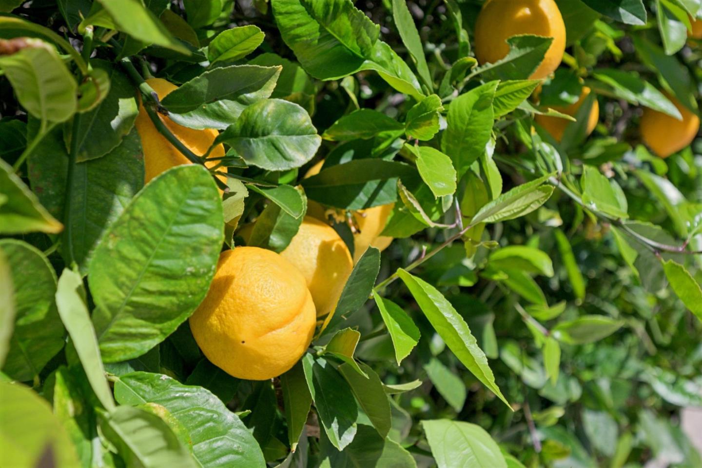 520 Darrell Road Hillsborough, CA 94010 - Photo 86 of 104