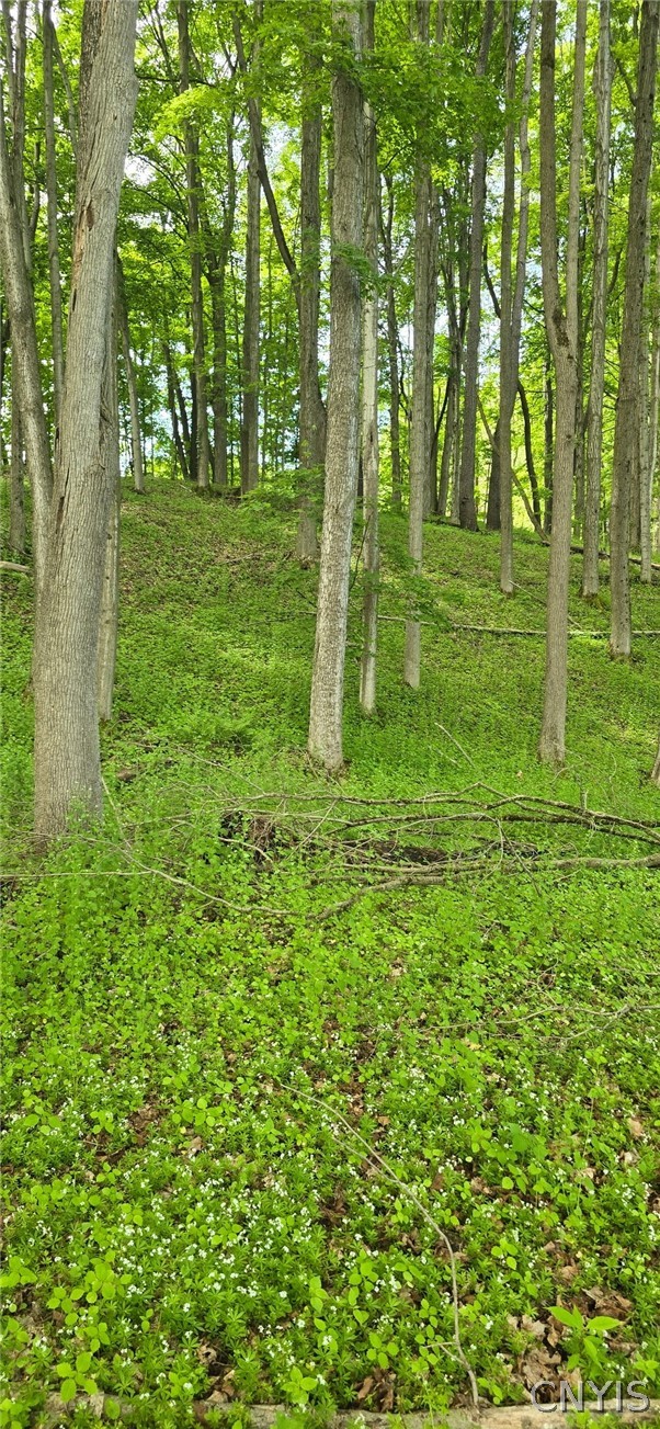 Saunders Road Clinton, NY 13323 - Photo 7 of 11
