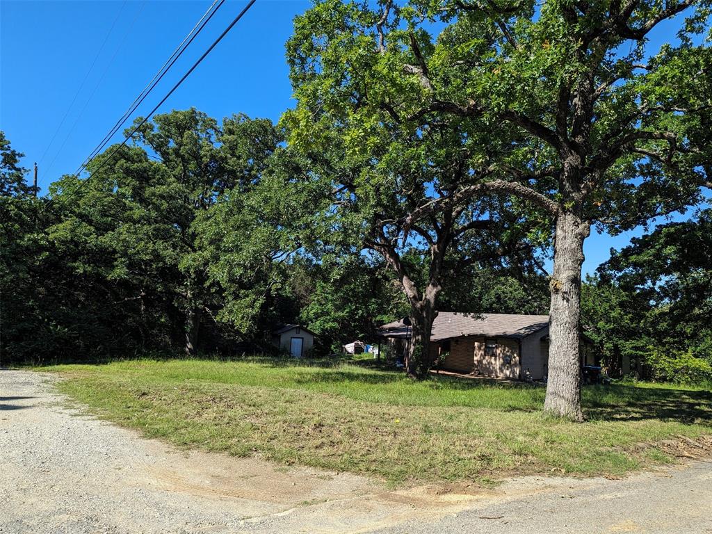a tall tree in middle of the garden