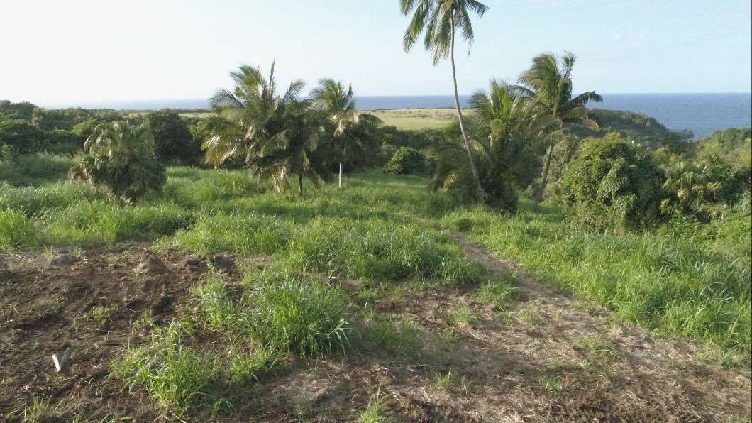 0 Kahiapo Place Haiku, HI 96708 - Photo 9 of 19 a view of a plants and small garden
