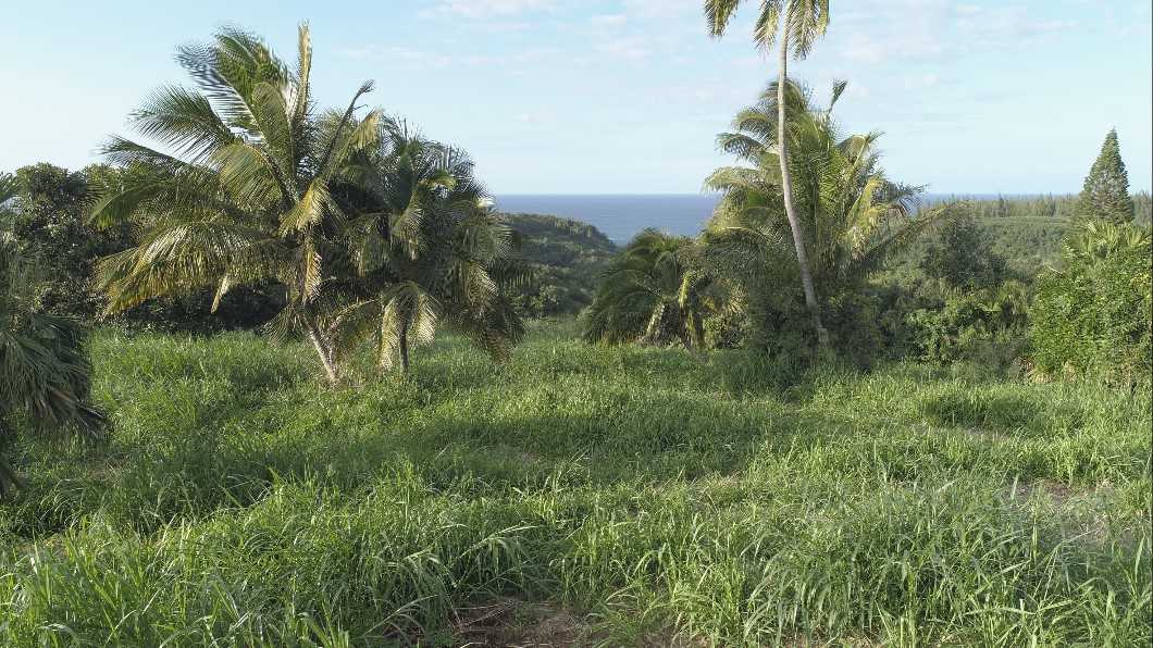 0 Kahiapo Place Haiku, HI 96708 - Photo 10 of 19 a view of a lush green space