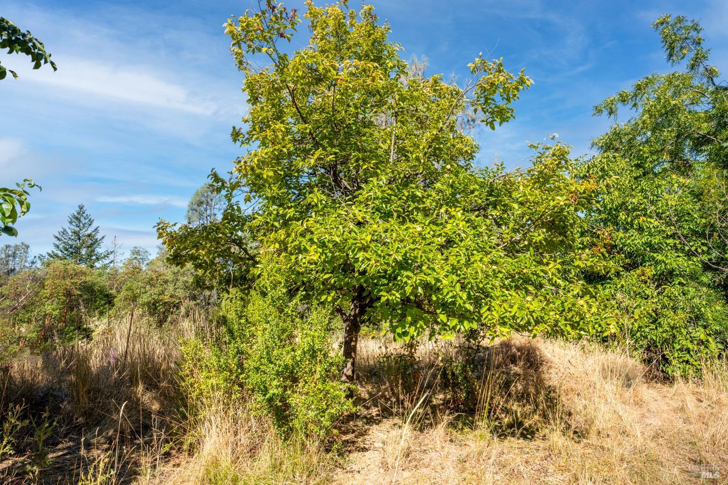 34010 Shimmins Ridge Road Willits, CA 95490 - Photo 29 of 56 Variety of Orchard trees throughout the property.