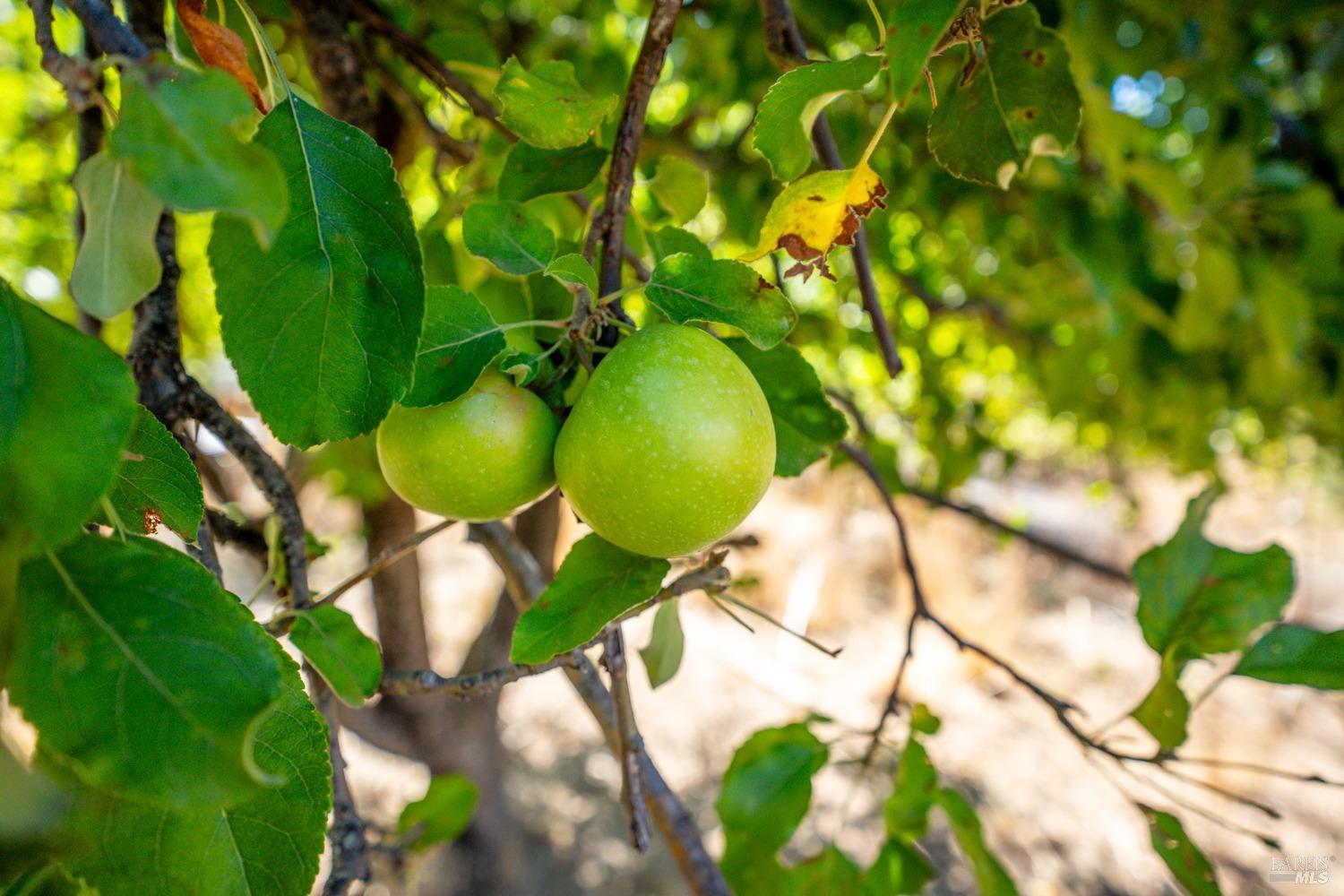 34010 Shimmins Ridge Road Willits, CA 95490 - Photo 31 of 56 Apples and pear.