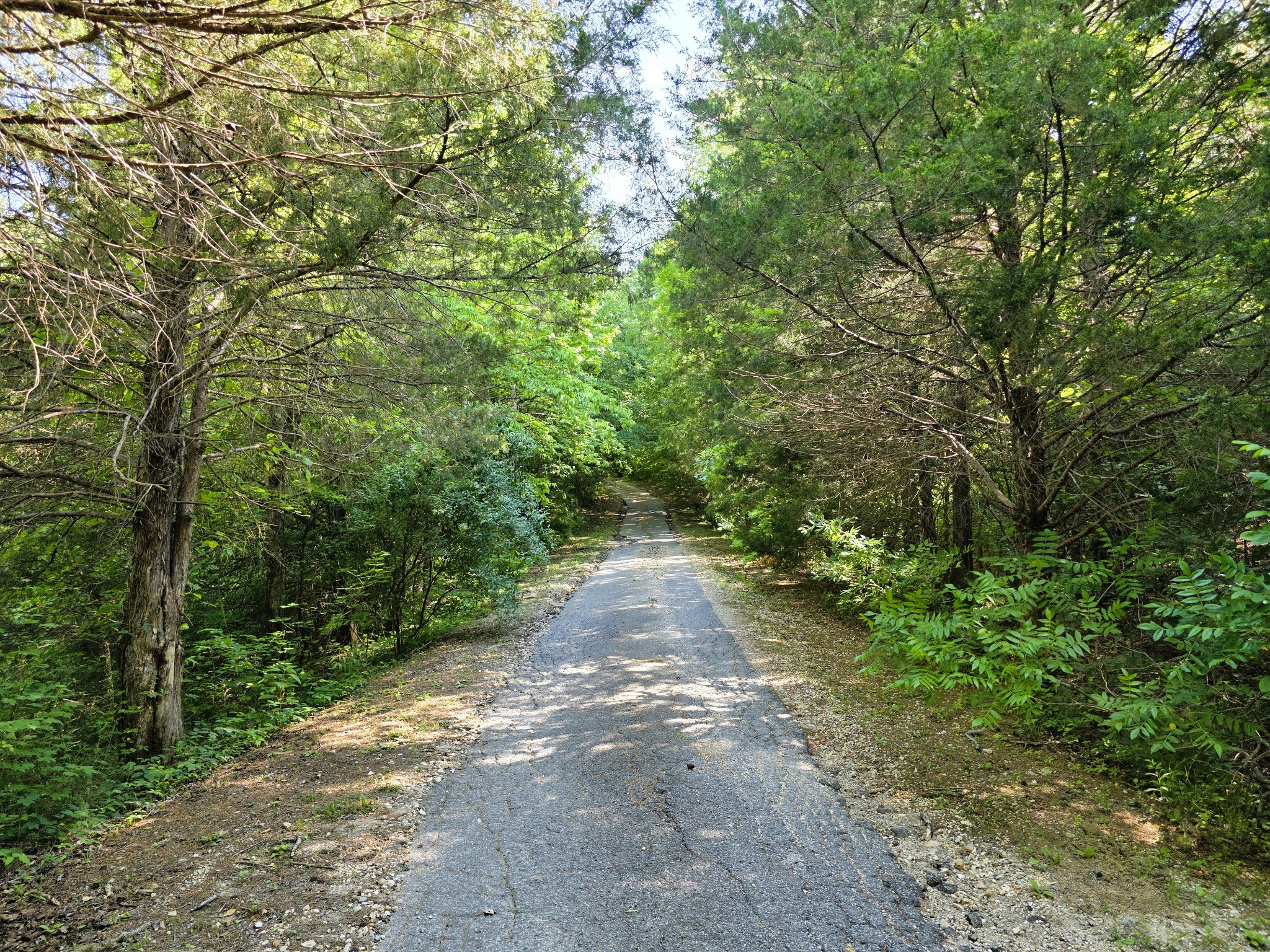 1975 Kelly Road Holladay, TN 38341 - Photo 90 of 95 a view of a pathway of a forest