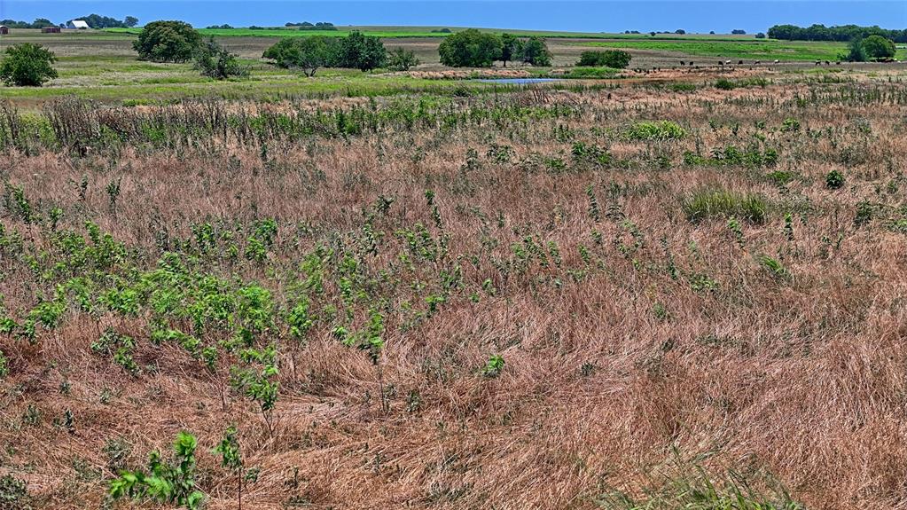 440 County Road 440 Muenster, TX 76252 - Photo 8 of 11 a view of a lush green field