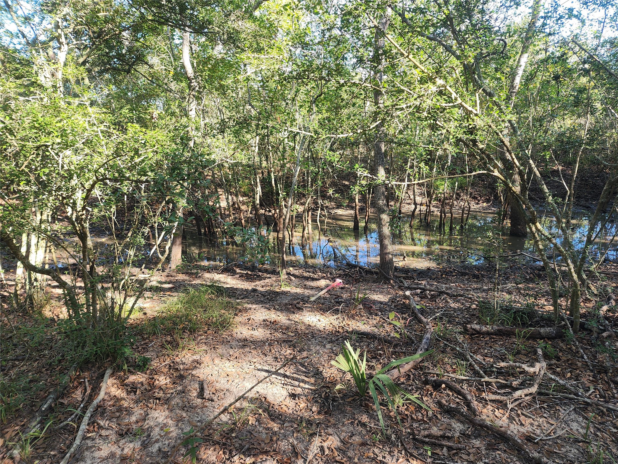 0 Fm 445 Street South Louise, TX 77455 - Photo 11 of 17 a view of yard
