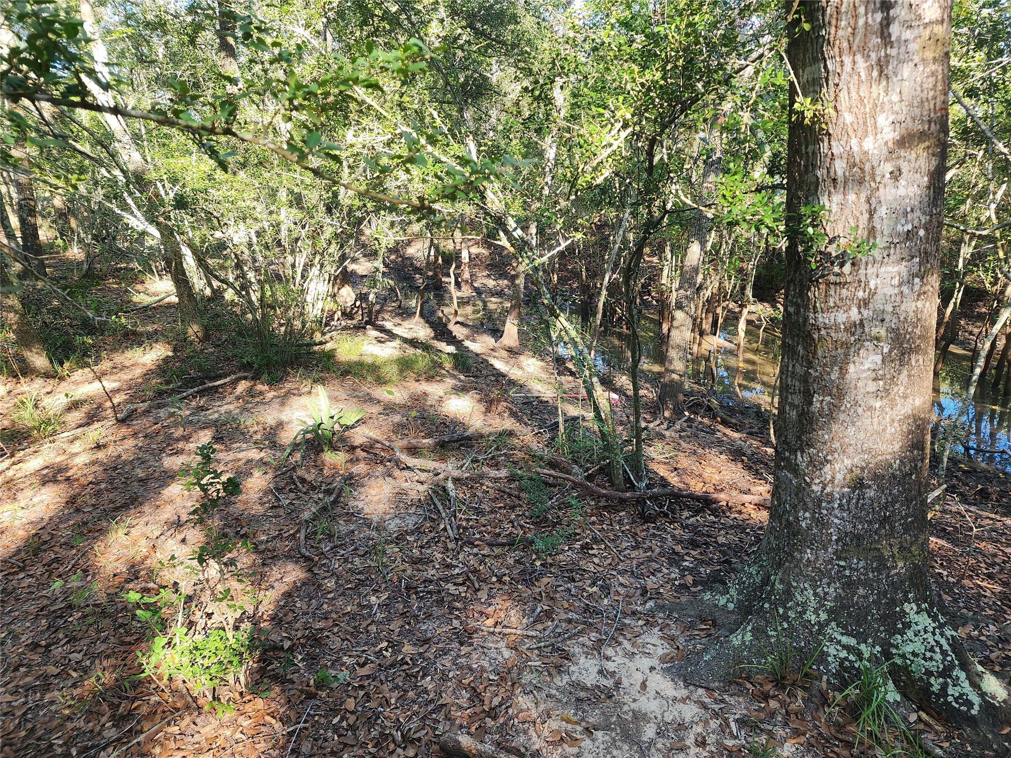 0 Fm 445 Street South Louise, TX 77455 - Photo 12 of 17 a view of tree