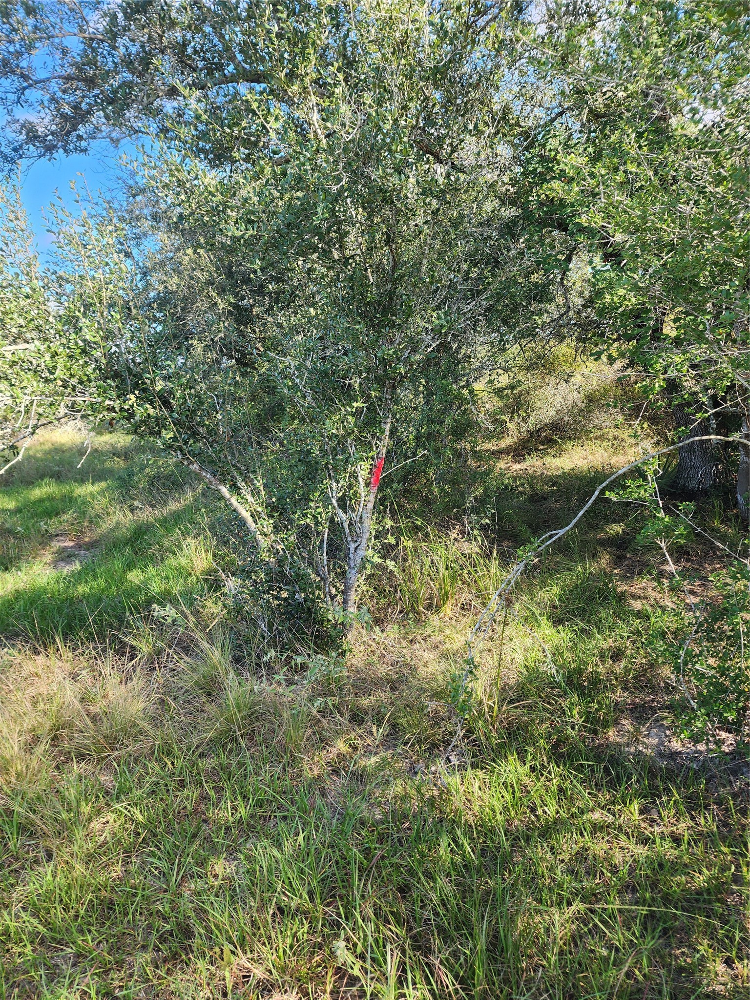 0 Fm 445 Street South Louise, TX 77455 - Photo 13 of 17 a view of a forest