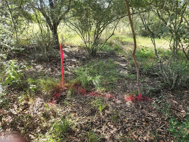 a view of a forest with trees in the background