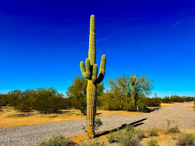 a palm tree in the middle of a yard