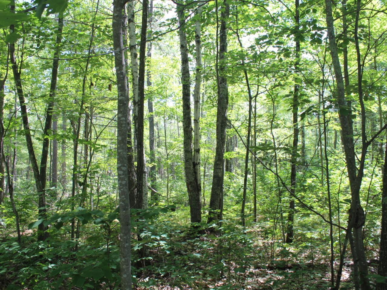 Three O Neil Road, Unit 20 Eagle River, WI 54521 - Photo 10 of 19 Gallery Image 10