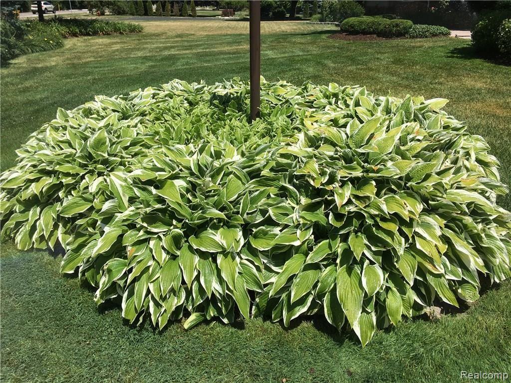 25124 Farmington Road Farmington, MI 48336 - Photo 11 of 50 front landscaping 3.JPG