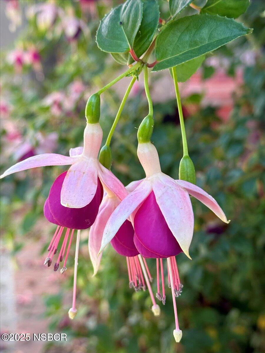 321 North Sixth Street Lompoc, CA 93436 - Photo 27 of 30 a view of under an umbrella