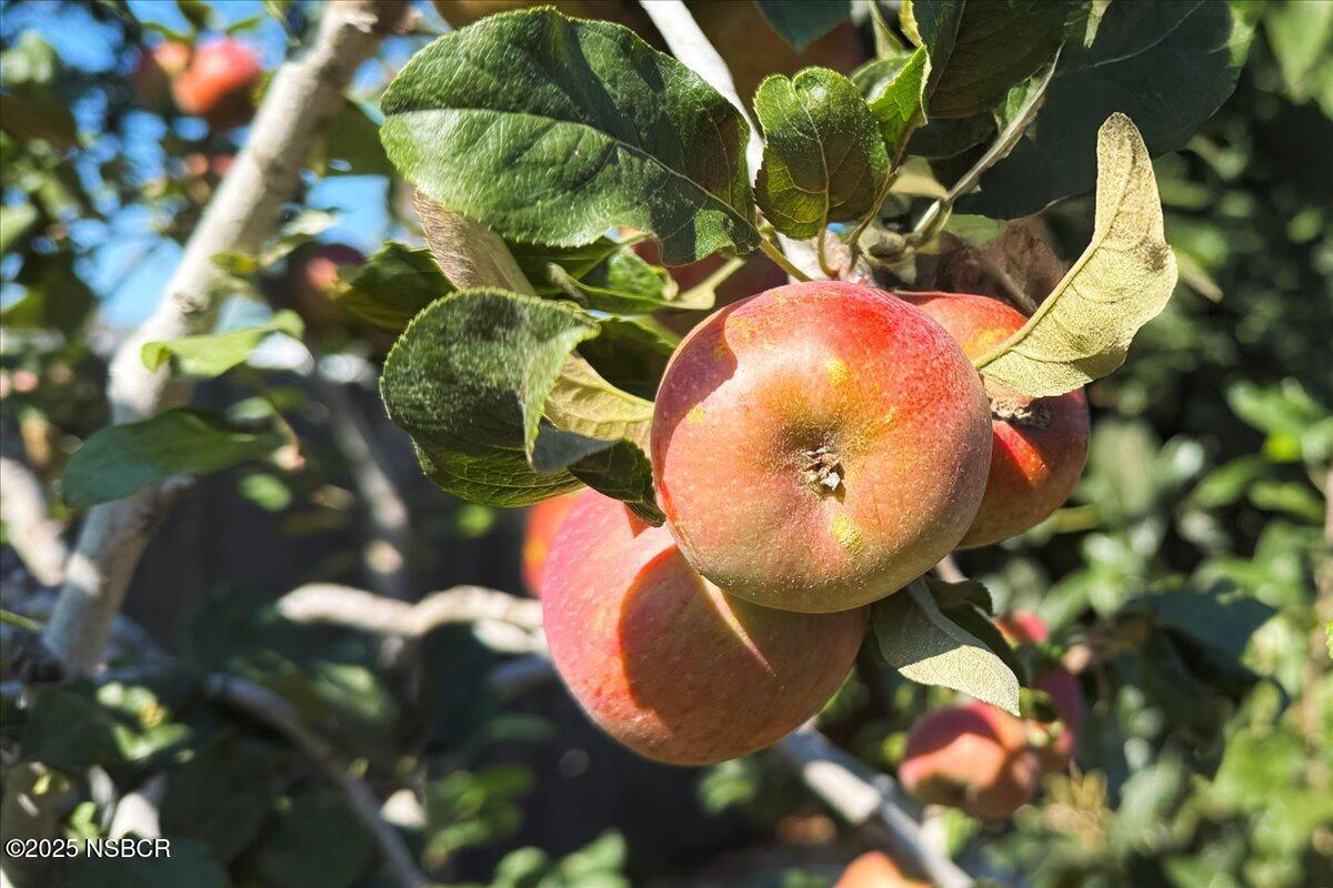 321 North Sixth Street Lompoc, CA 93436 - Photo 29 of 30 a view of a plant