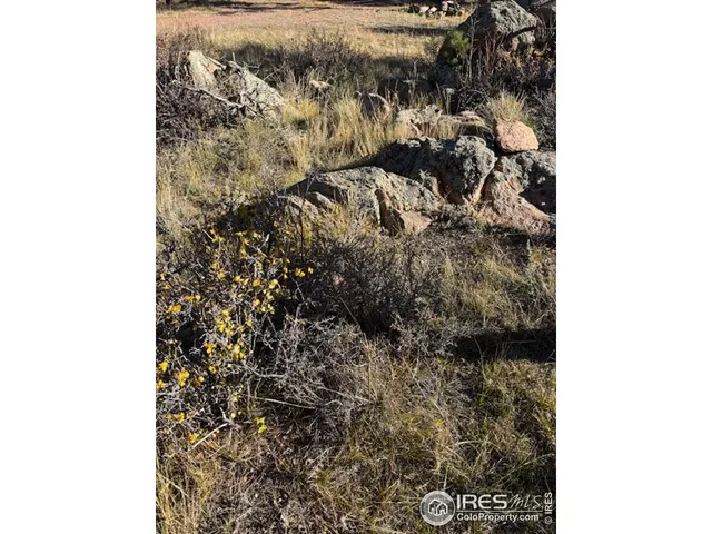 a view of a forest with tree in front of it