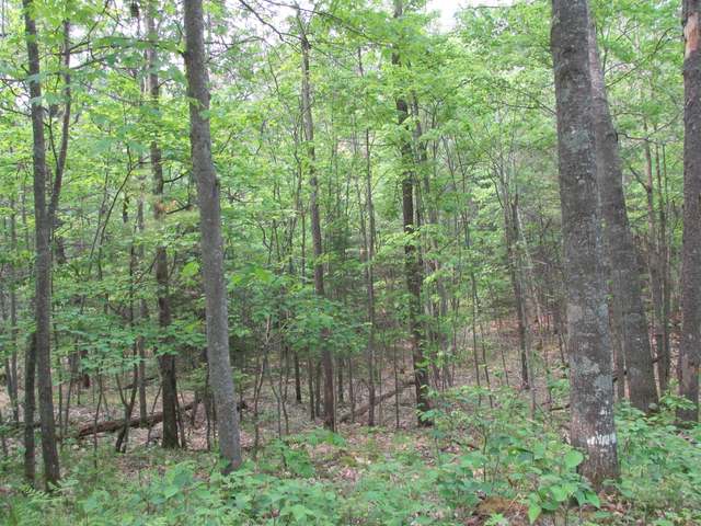 On Razorback Road Sayner, WI 54560 - Photo 10 of 15 Gallery Image 10
