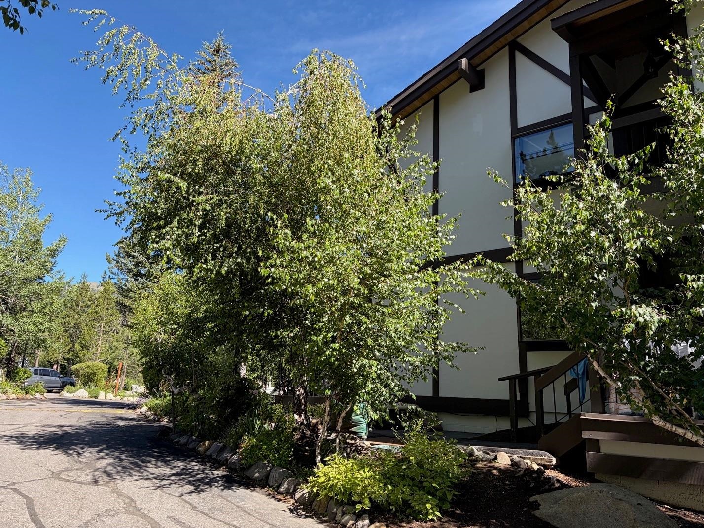 227 Olympic Vly Road, Unit 3 Olympic Valley, CA 96146 - Photo 2 of 5 a view of a yard along with trees and flowers