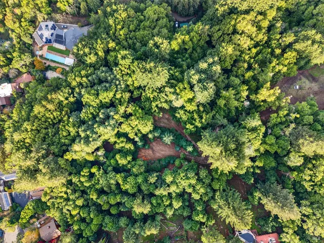 a view of a plant in a garden