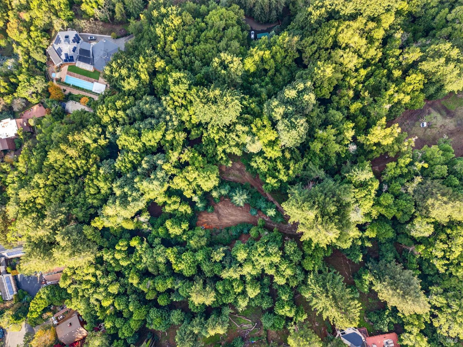 a view of a plant in a garden